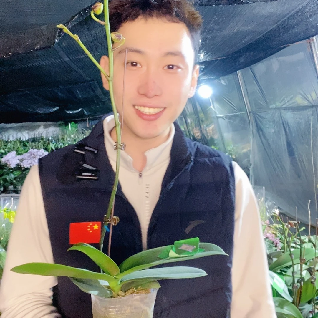 无花朵1001夜蝴蝶兰