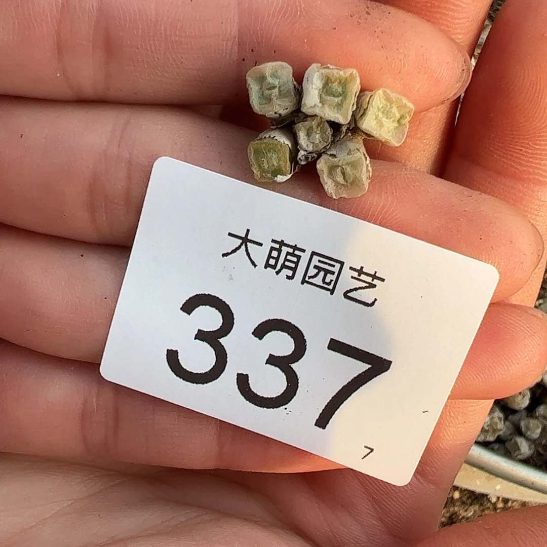 0000337 一物一拍……