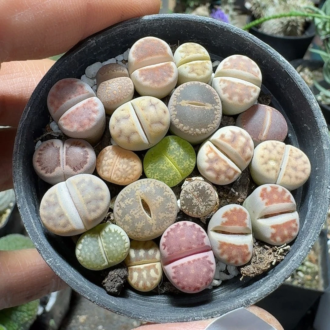 唐***萍343生石花带盆发货