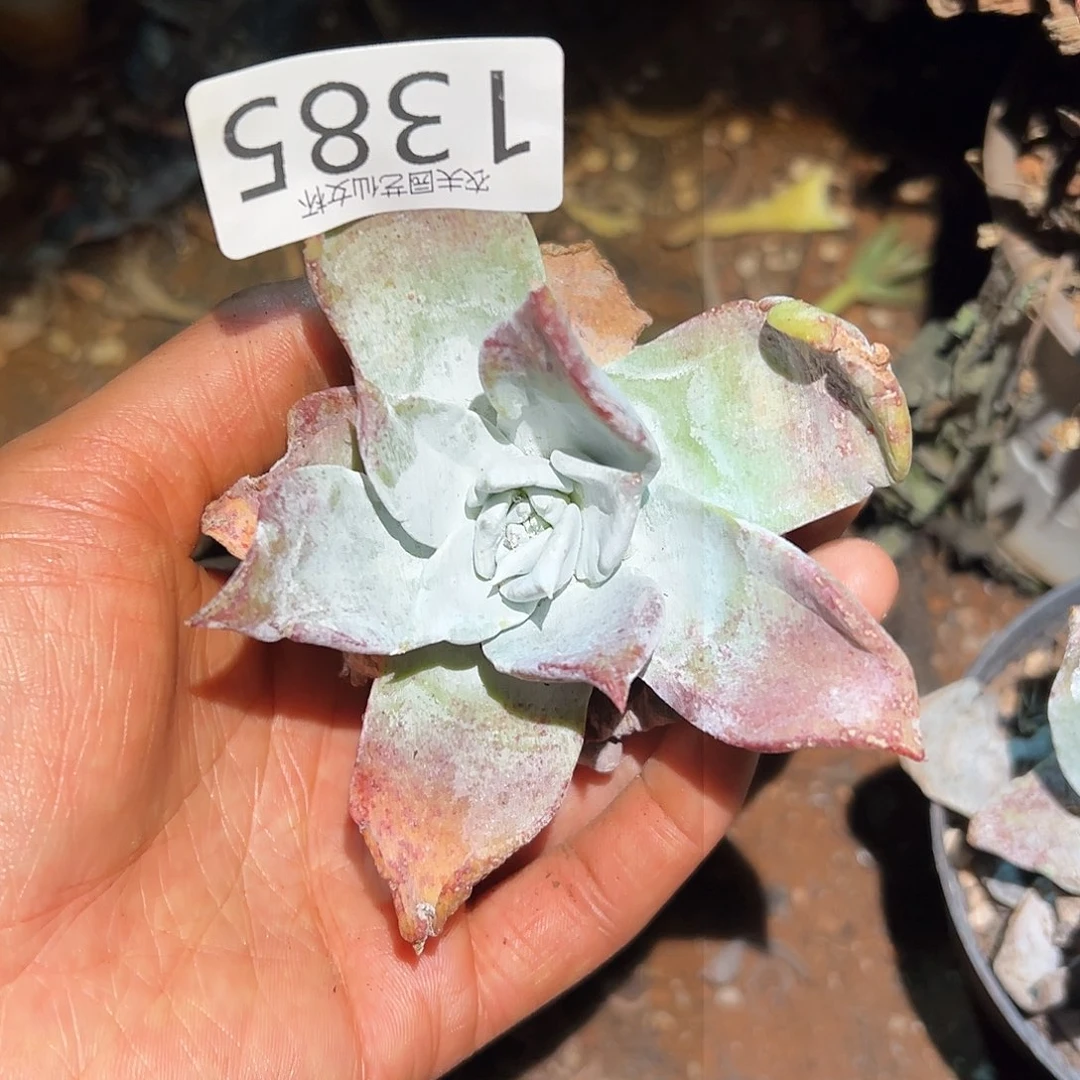 浦西菲克拇指仙女杯多肉。