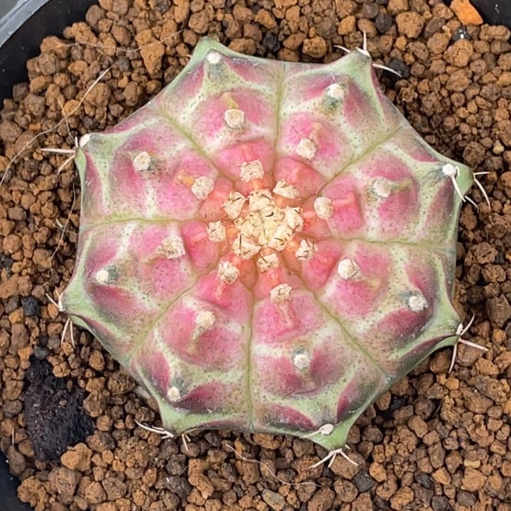 泰系轮回带盆土发03