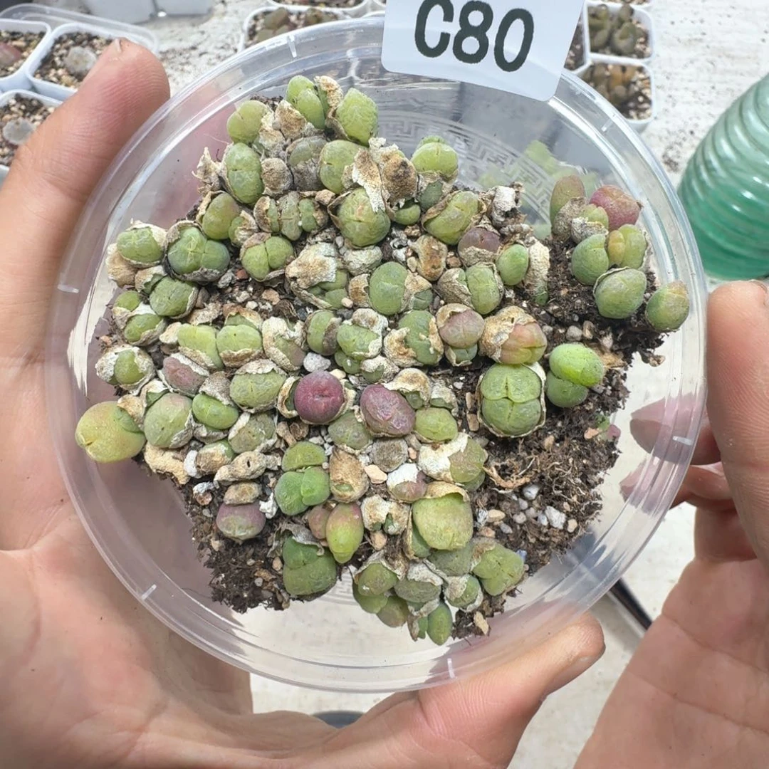C80。 毛翠滴一大盒