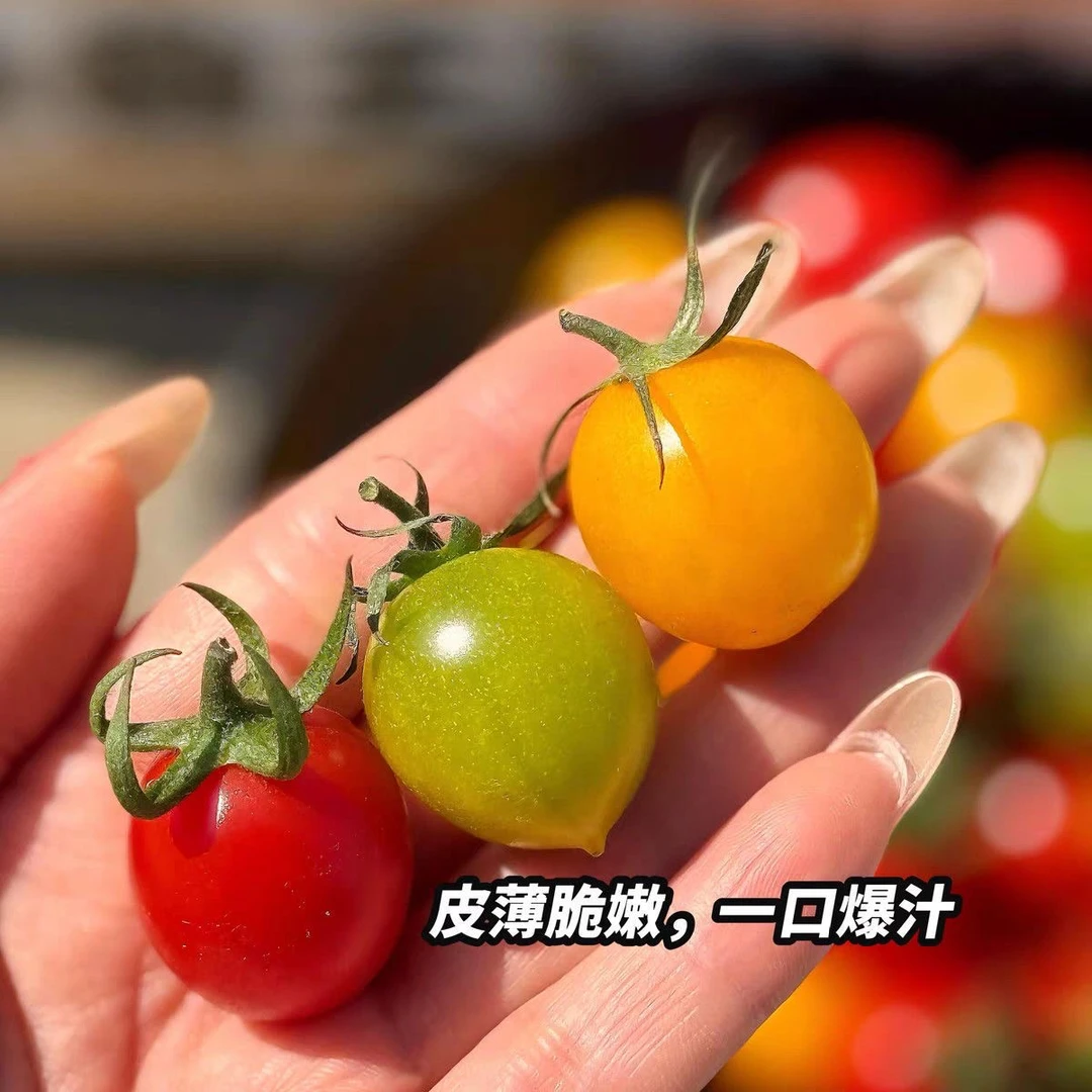 正宗山东寿光三色小番茄组合新鲜采摘水果小番茄即食3色混装