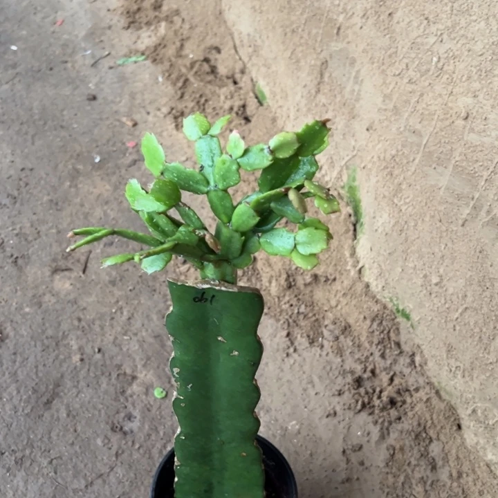 离***开当前无花栽培后可以开花061  349