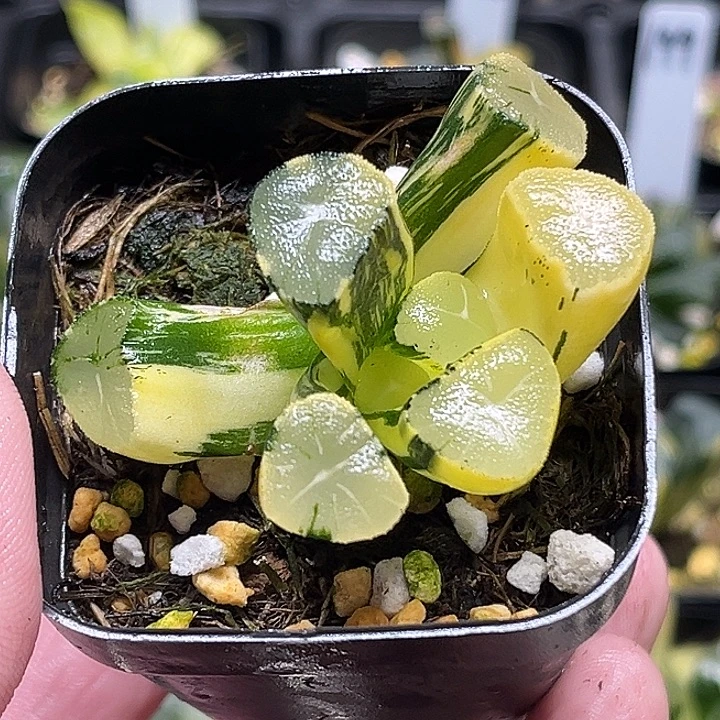 237玉龙万象锦头家多肉十二卷