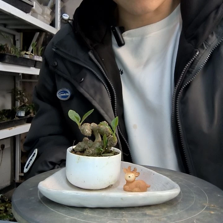 一**子小盆景小植物一物一拍79