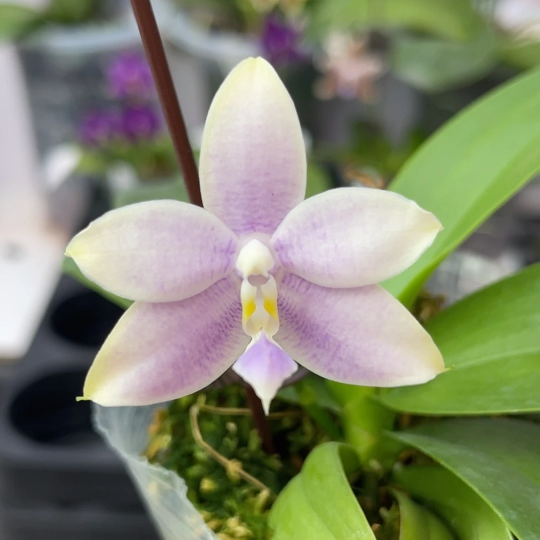 完全开放776 2.8寸蓝路帝兄弟交 一物一拍