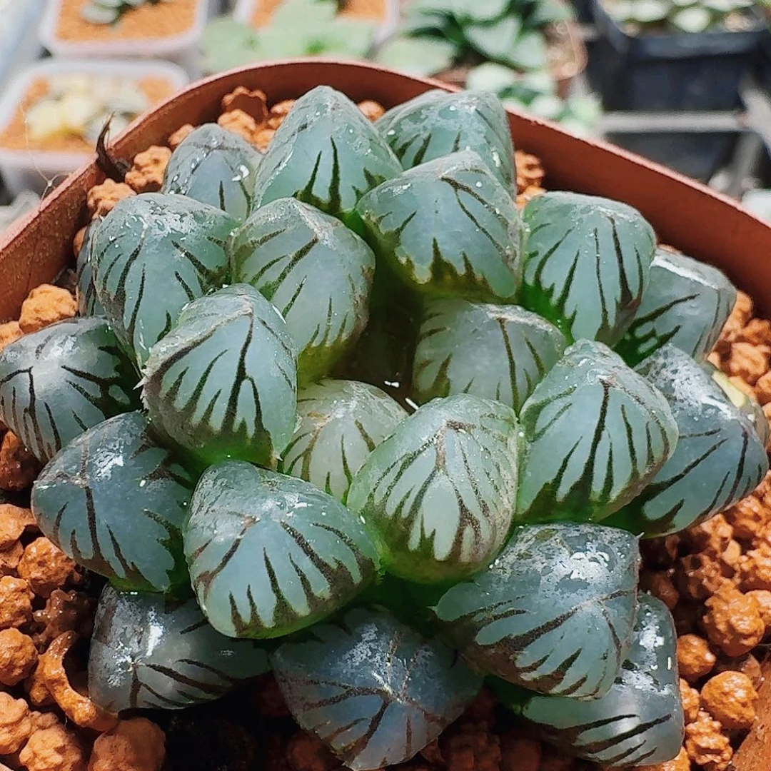 十二卷 龙爪 开播福利