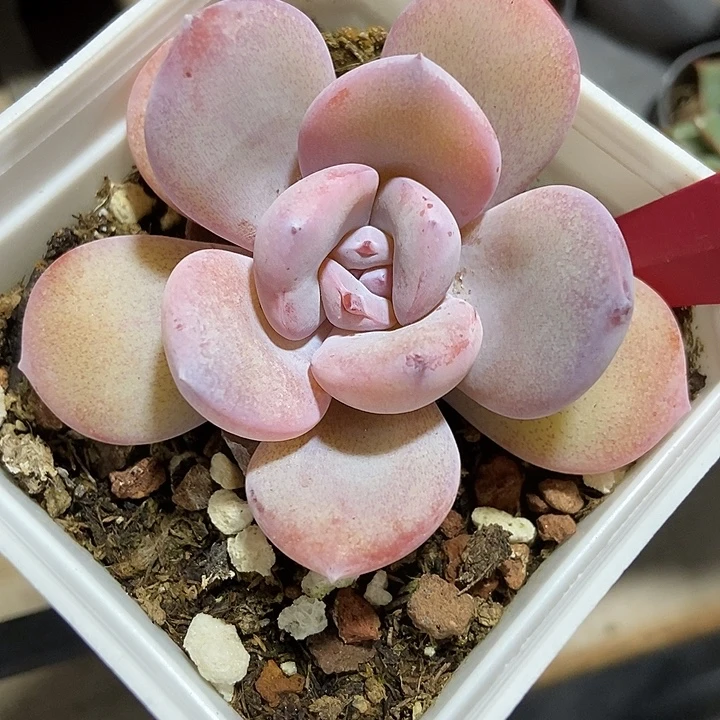 多肉植物韩版奶茶207