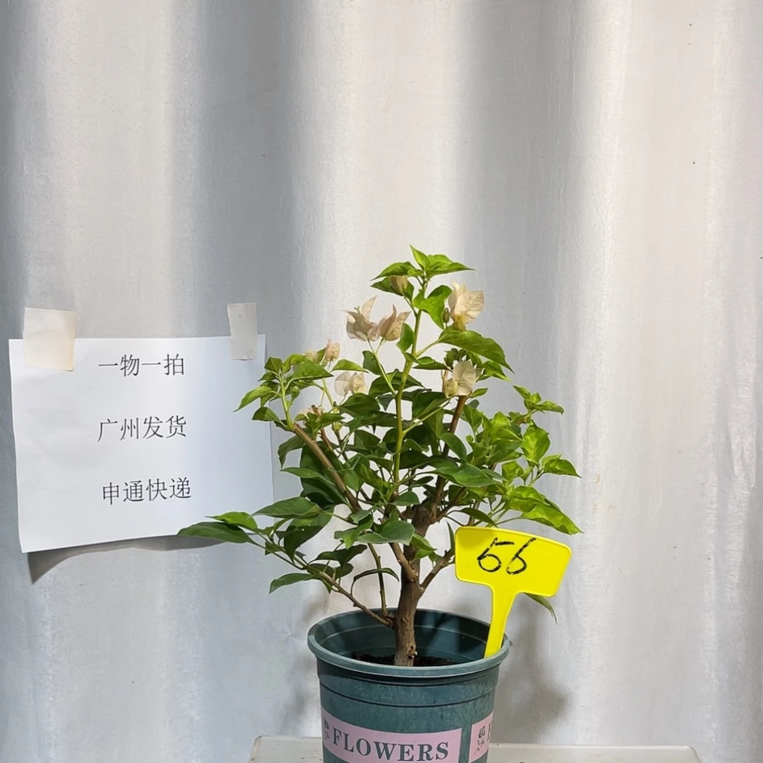 当前无花栽培后可以开花56暗斑丽人扦插