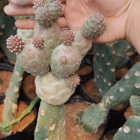 591习志野嫁接新风