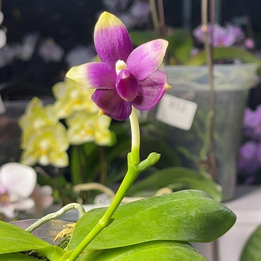 大量花朵（建议范围：8朵-15朵 或40%以上）编号1388蓝珍妮佛