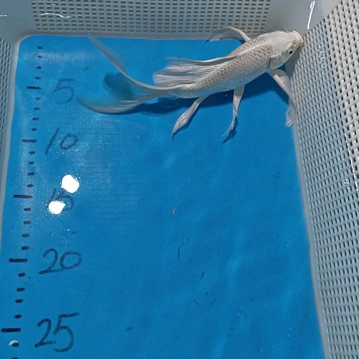 锦鲤蝴蝶鲤锦鲤包邮到家