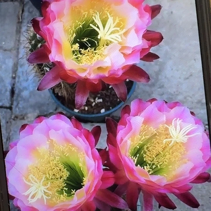 茉莉侧芽5公分左右毛花柱（20包邮）开花带香味