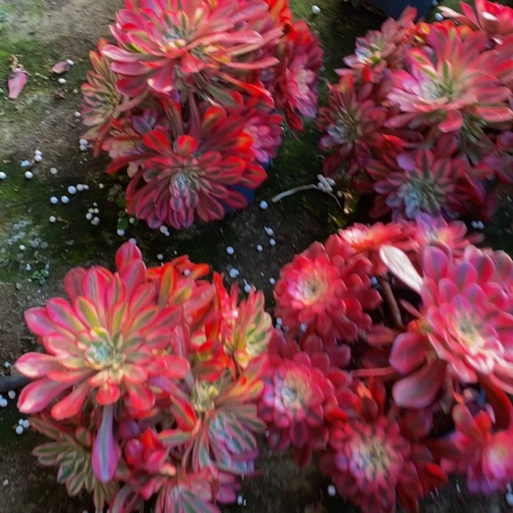 红彤表白一名颗多肉植物