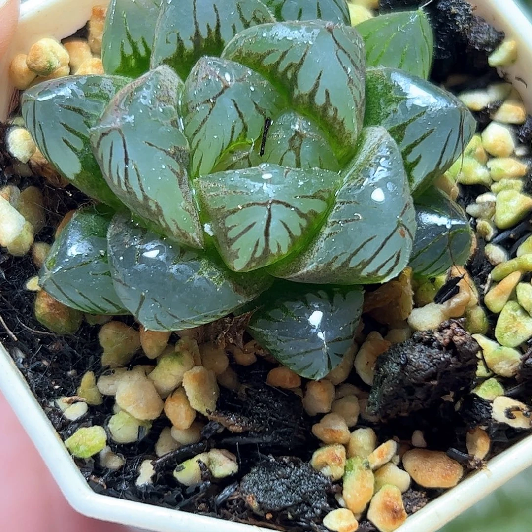 巨大化龙爪十二卷多肉植物