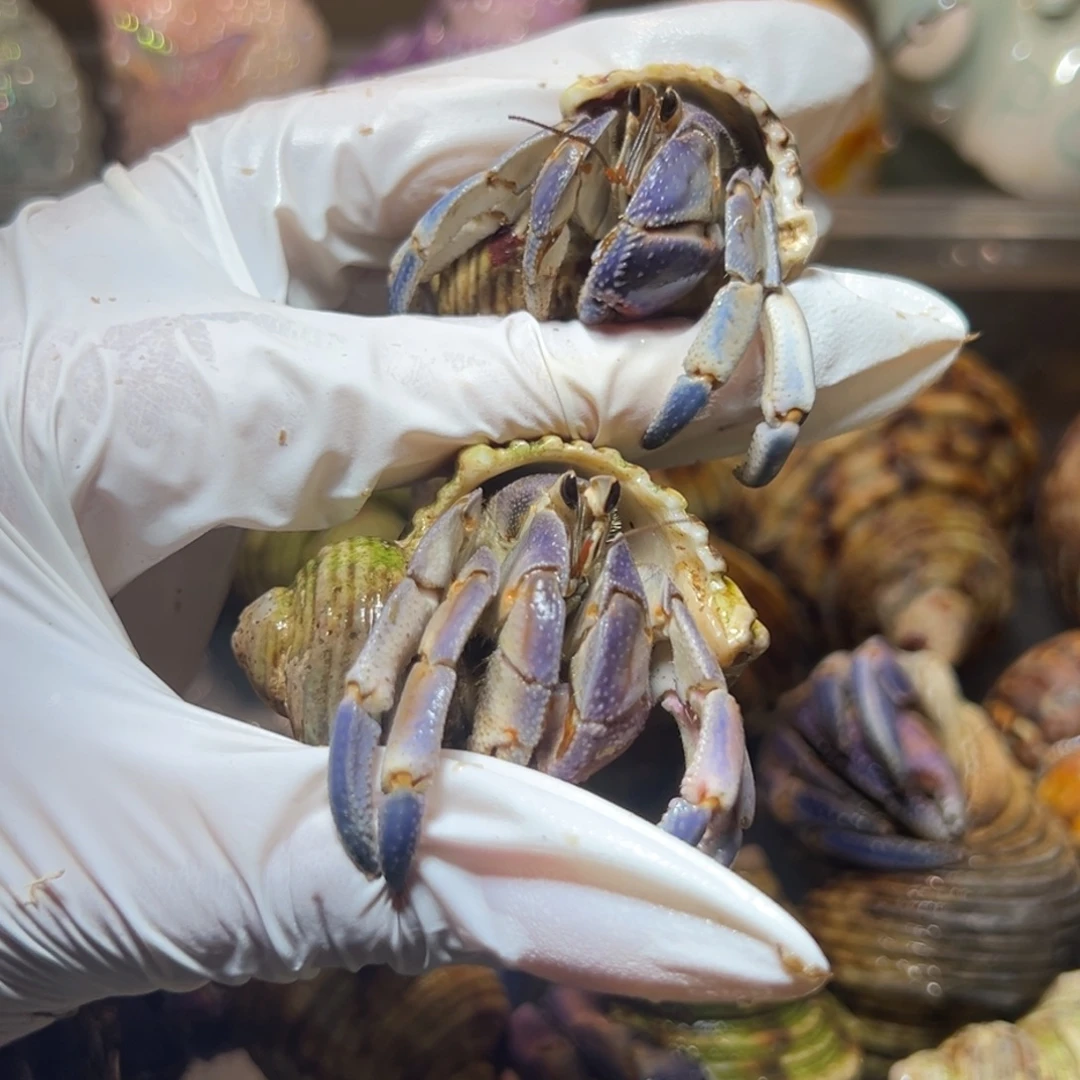 紫陆福利组合两个