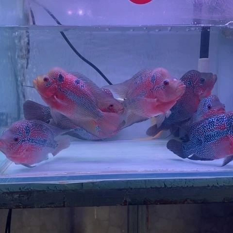 罗汉鱼鸿运罗汉一条aaa