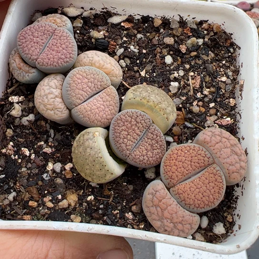 3.4好看的多肉脱土发货662