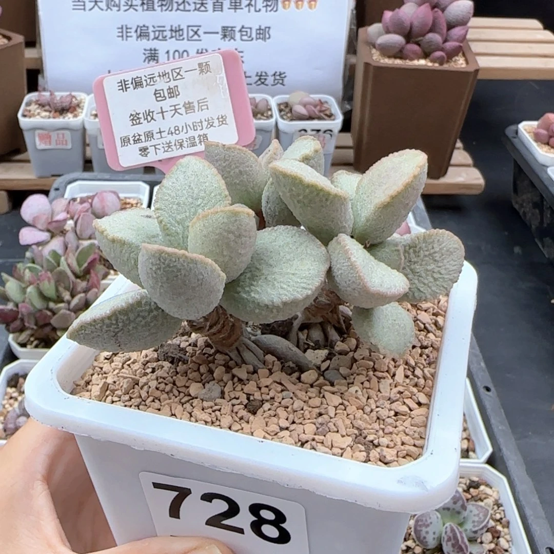 728琉璃多肉植物