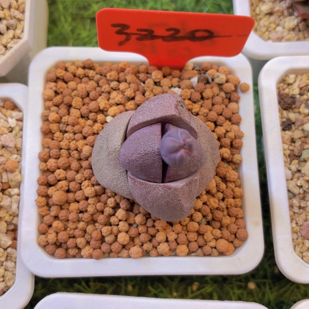 红***菇云南金致家精品多肉