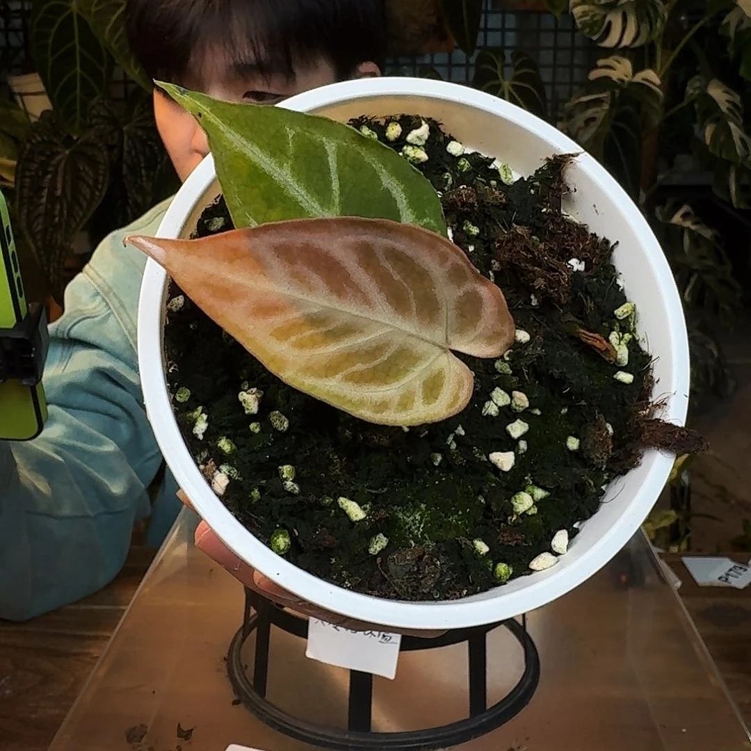 完全开放D141粉色闪光杂黑刷子