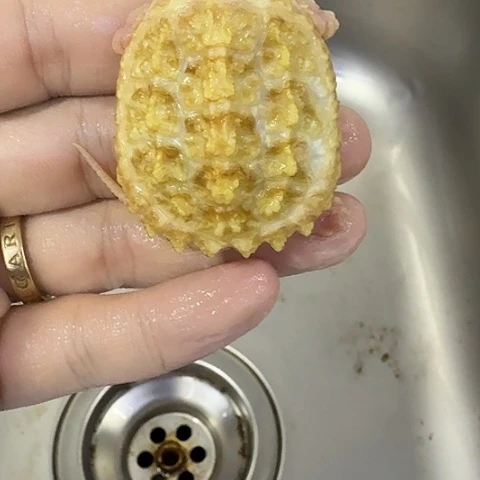 绿毛龟母这两句歌词真的