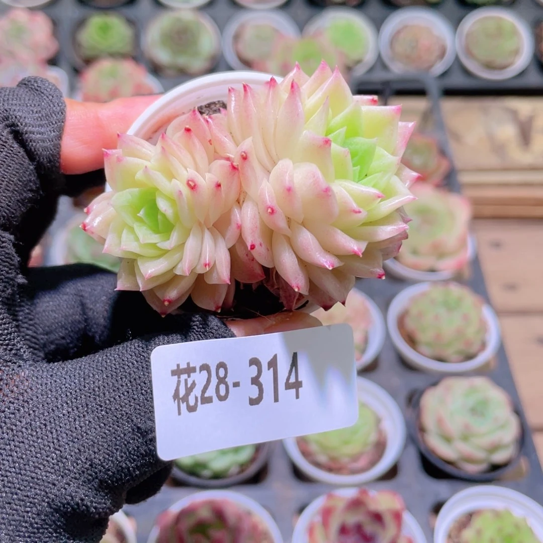 花利美28-314幻影