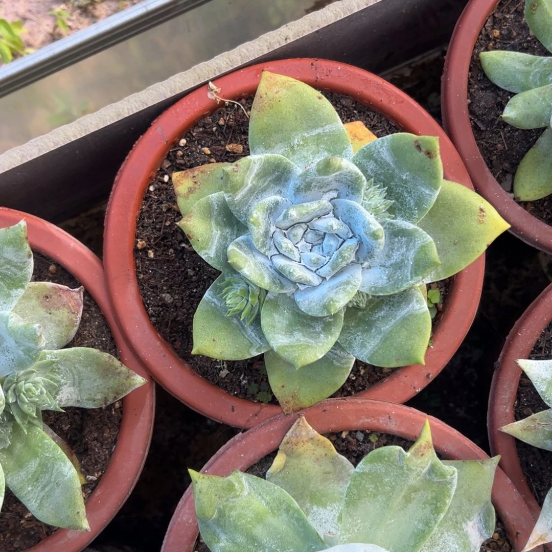 大宽叶～一物一拍2685