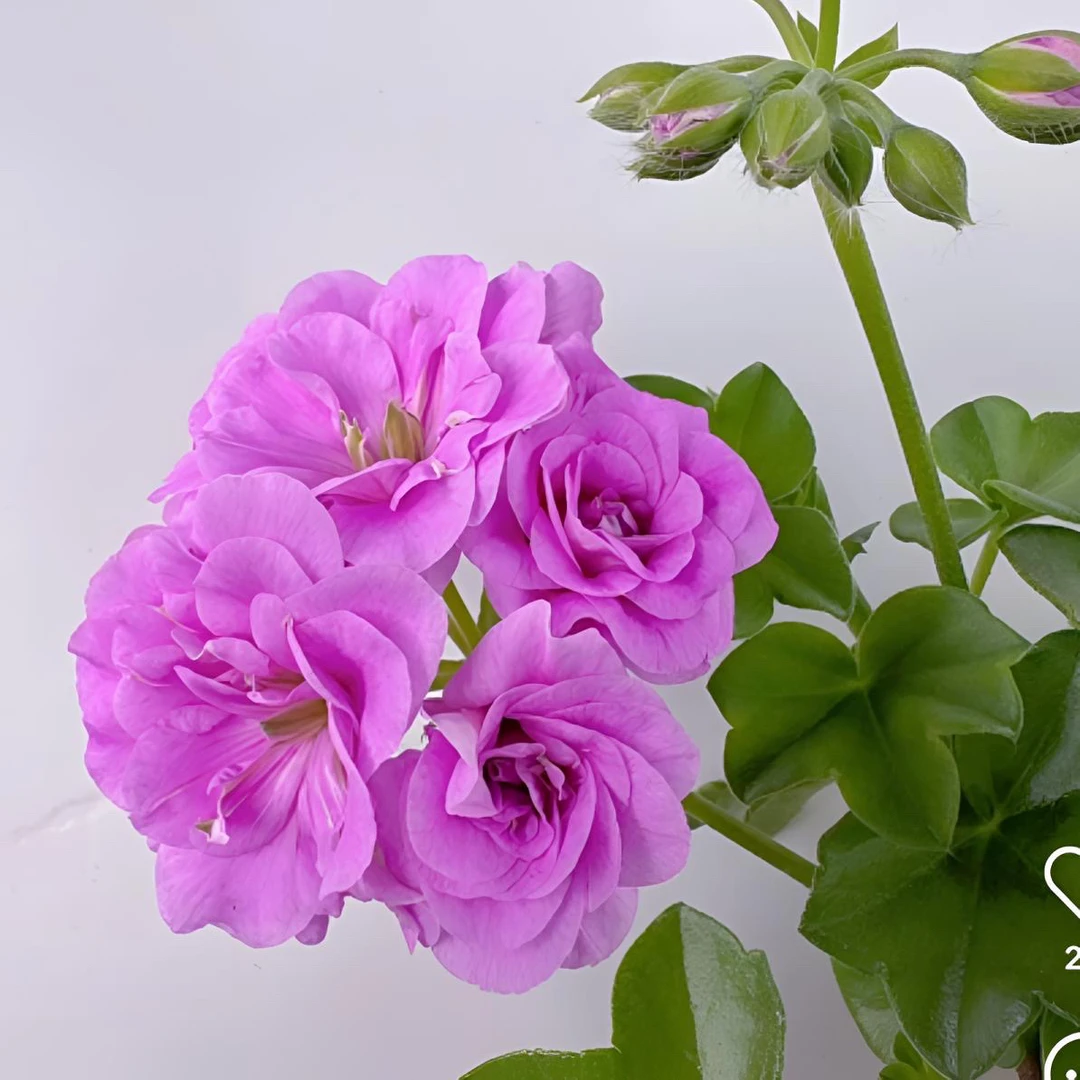 【垂吊-夏日玫瑰】 紫色重瓣垂钓勤花 新苗 （无花苞 包对版 ）