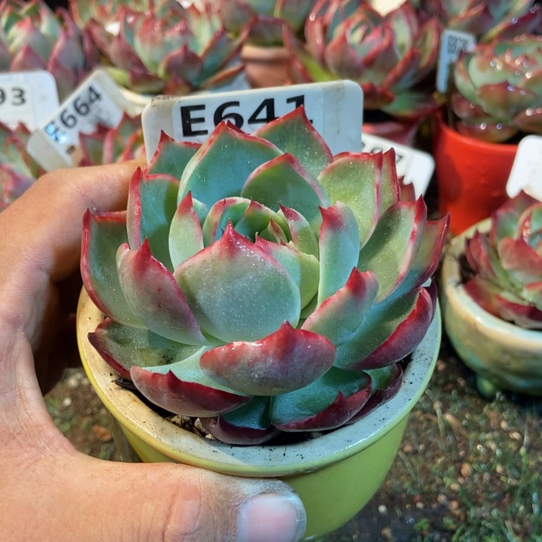 惊鸿一瞥641号楼多肉