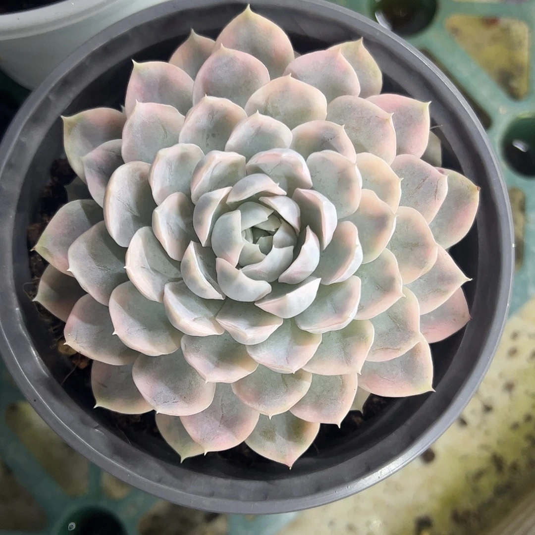 粉雪球锦 婕宝一物一拍
