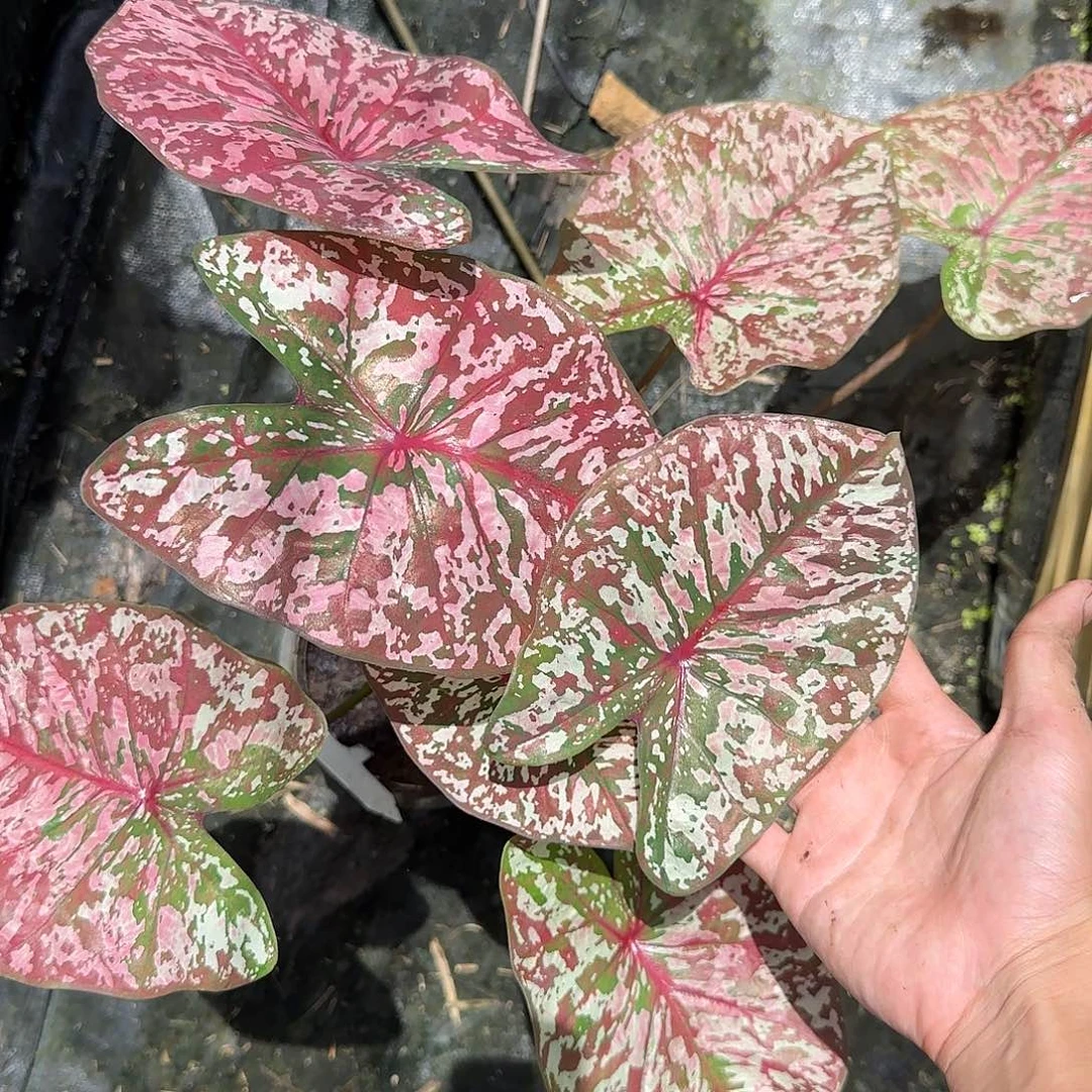 花***嘟完全开放一物一拍豹纹两株