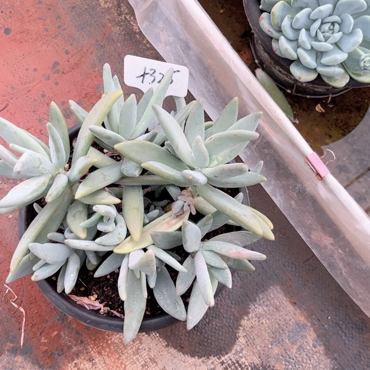 晨语多肉一物一拍+325