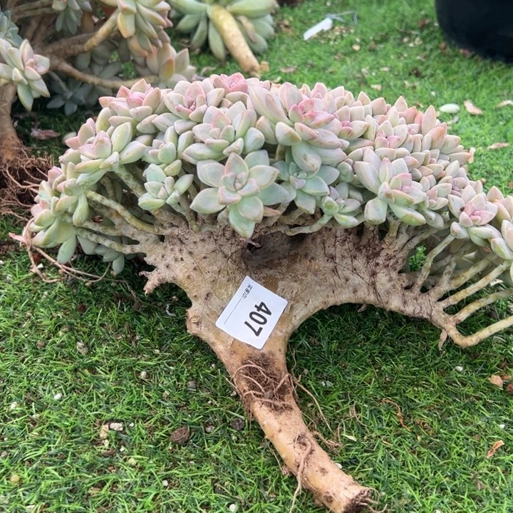 菁***燃的多肉一物一拍407