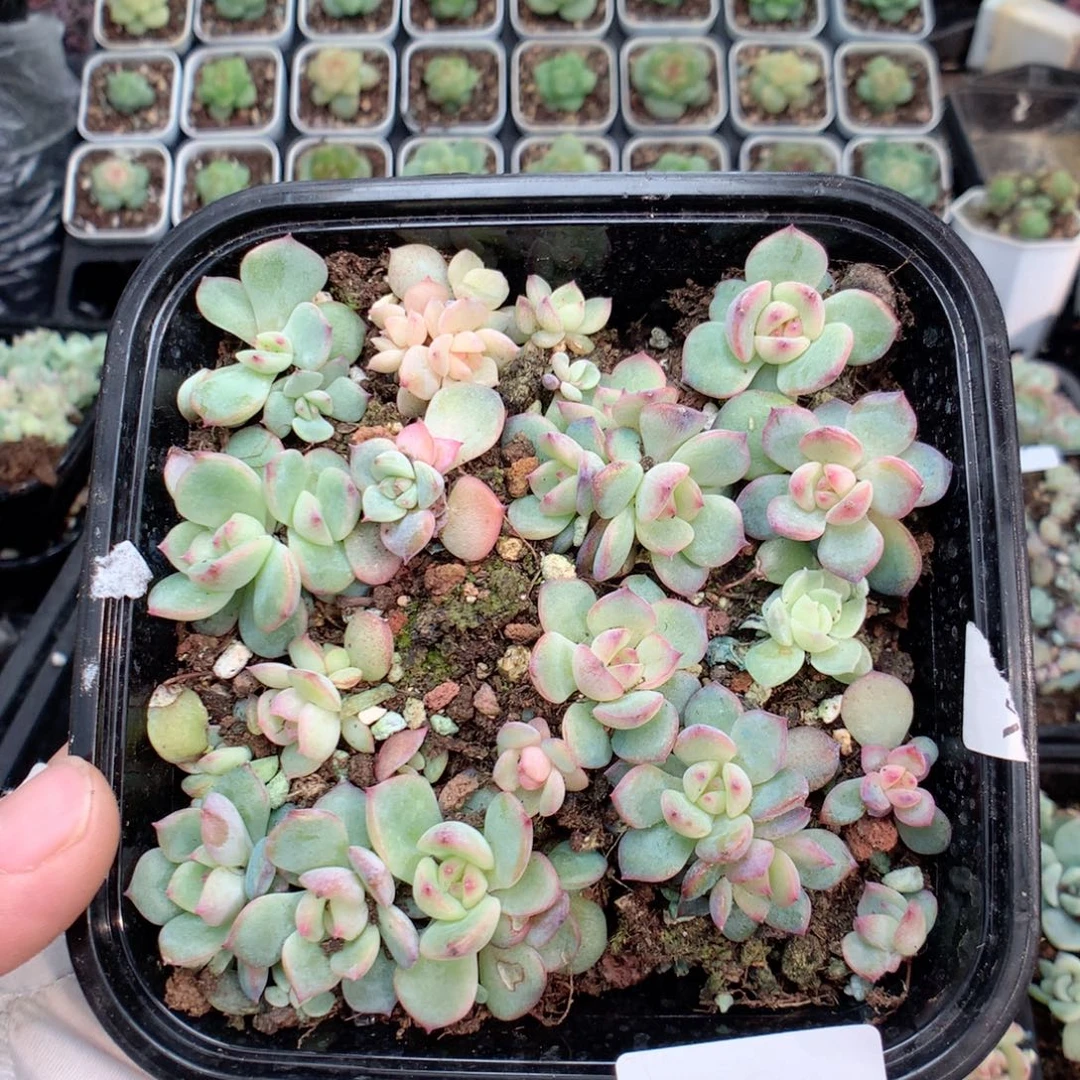 无花朵R82英语英语