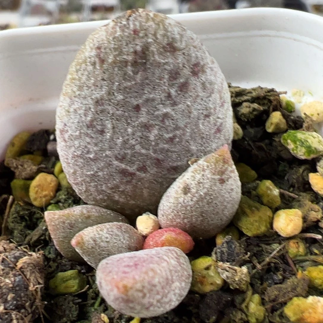 银波粉蛋金属感多肉植物水泡