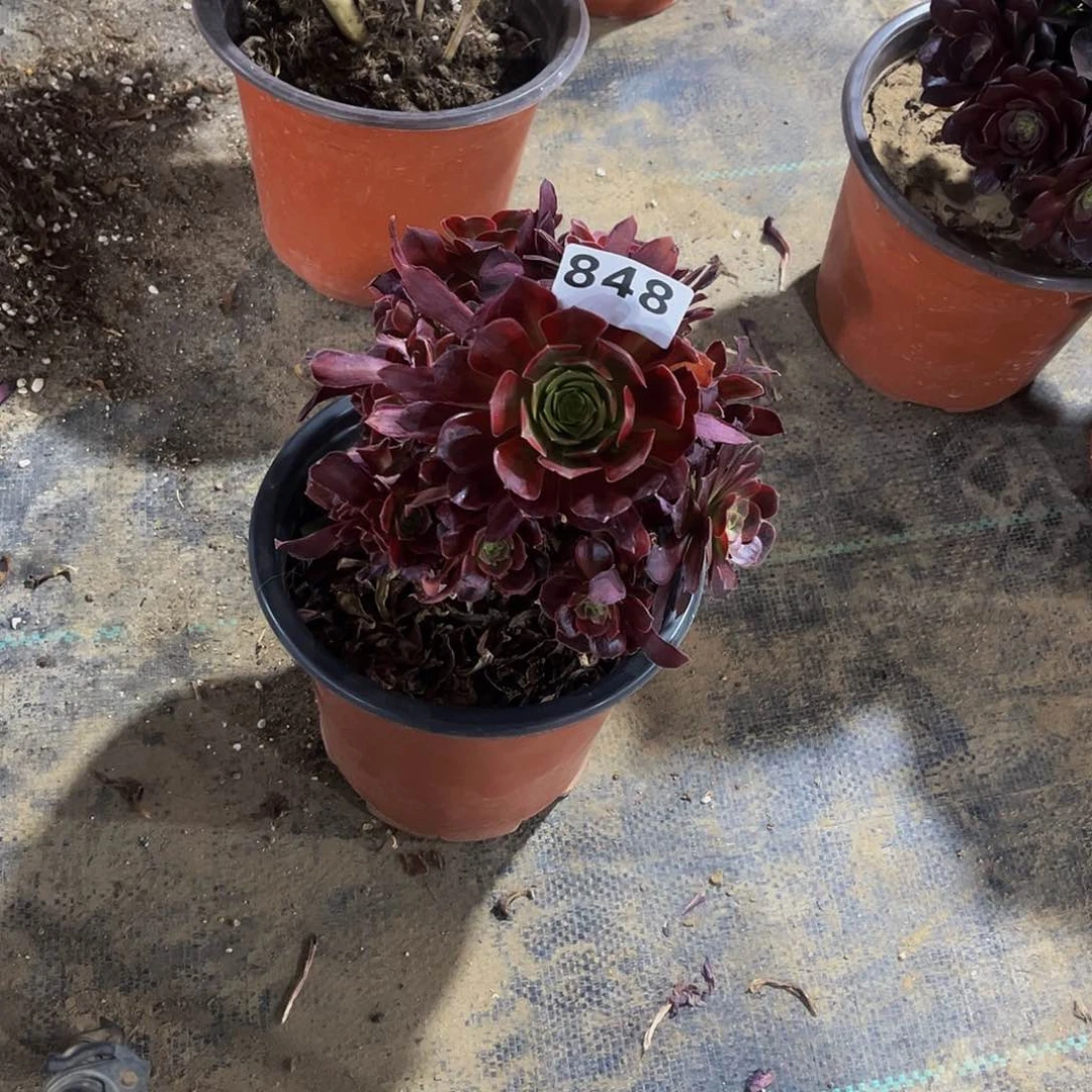 泡***?多肉植物一物一拍848