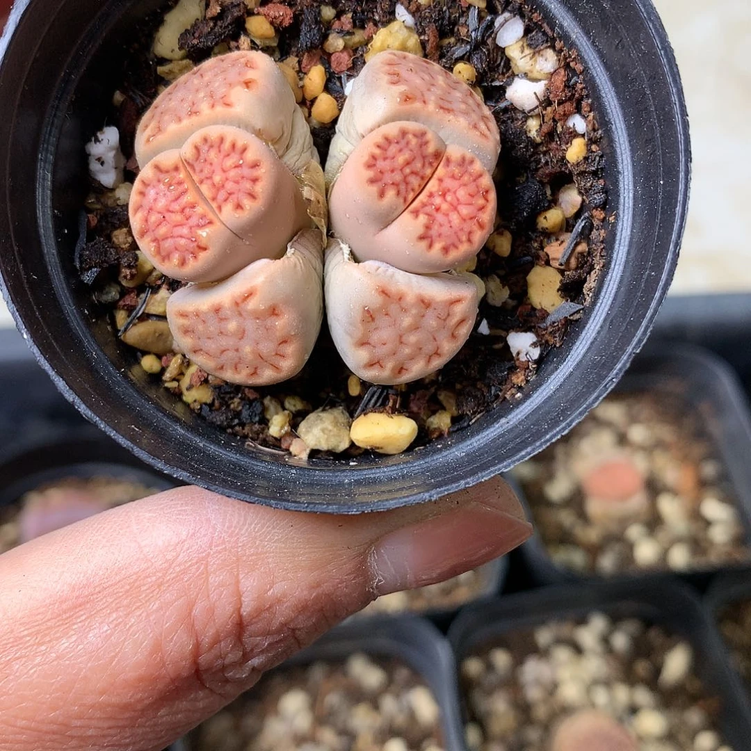 Y15多肉植物保护