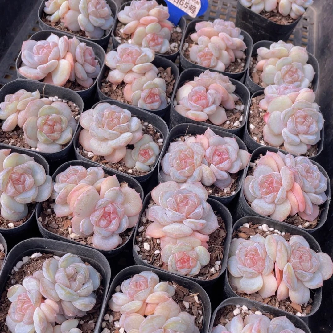 量拍65号 糖心白兰地双头一个