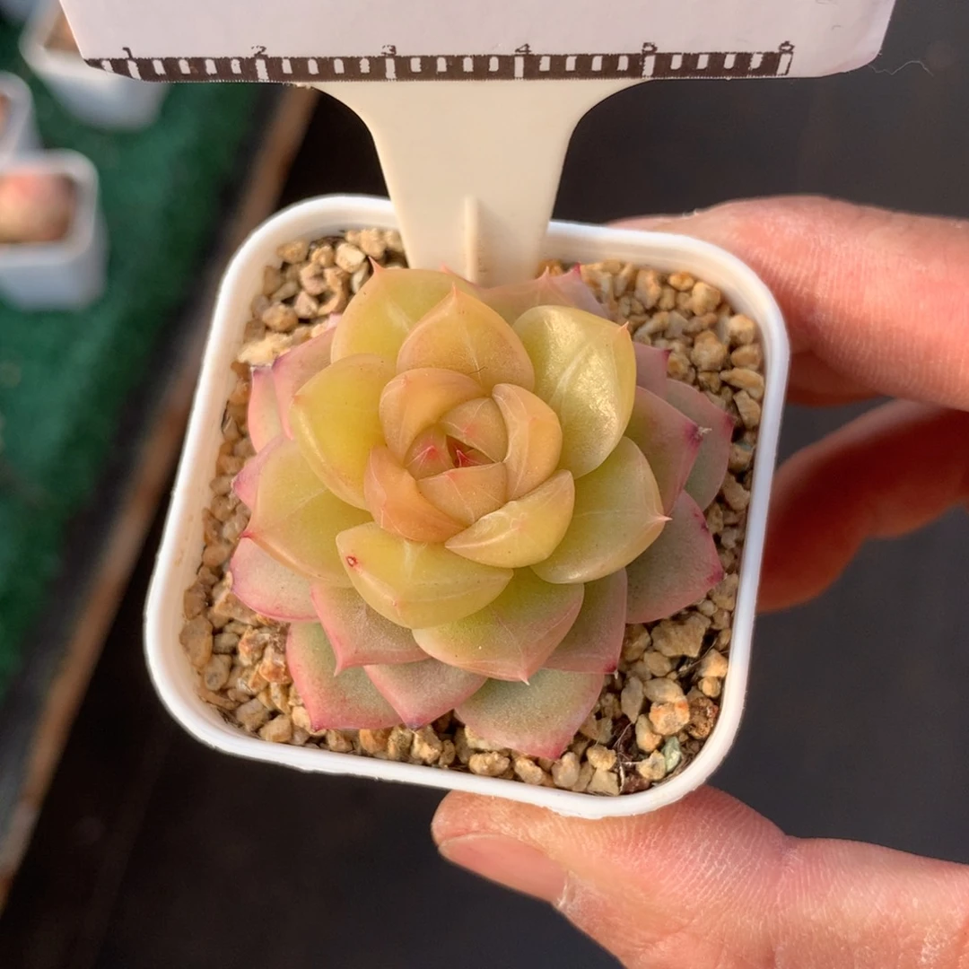 孤品珍妮精品多肉58包邮