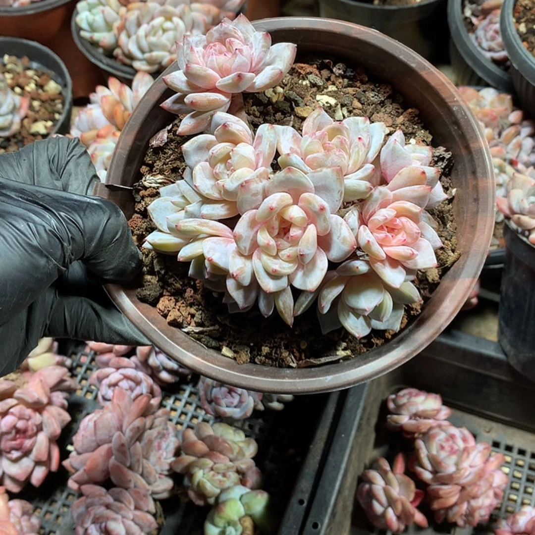 星影多肉植物哈哈10