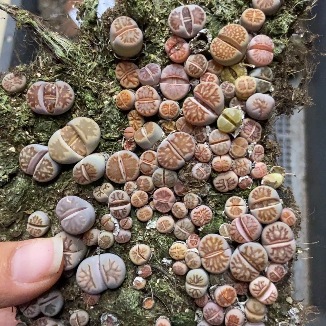 7275生石花菊切糕有疤