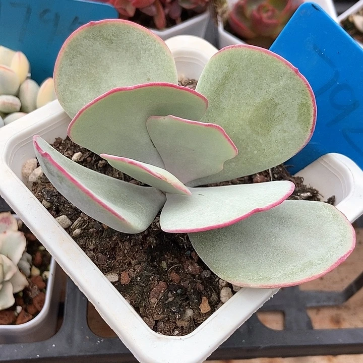 多肉植物白眉792