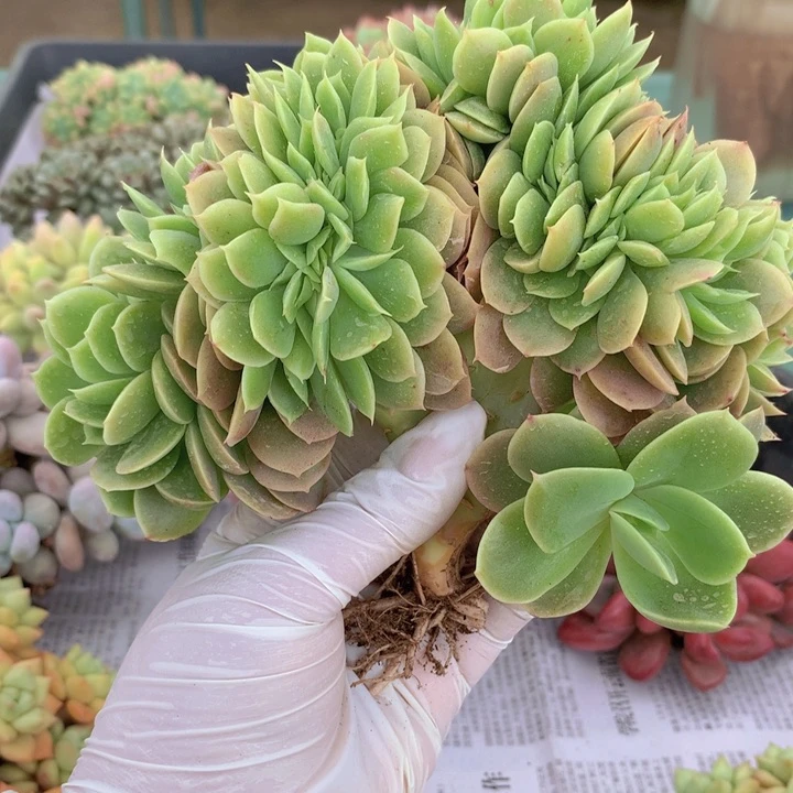 星那塔自然板子缀有胸花