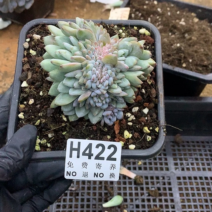 可能土里会有侧切 非偏远38包邮 节后后