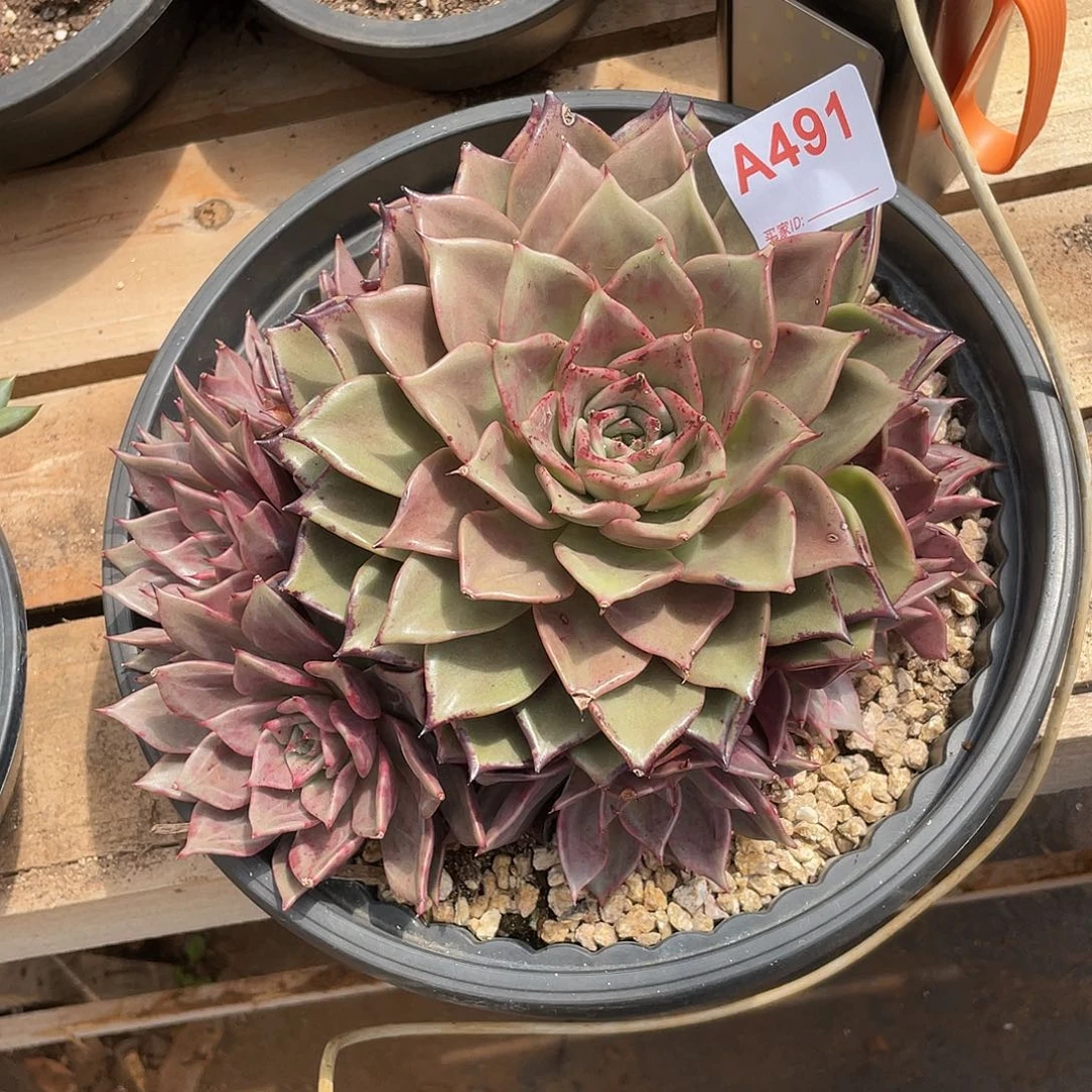 若如东云组拍A491