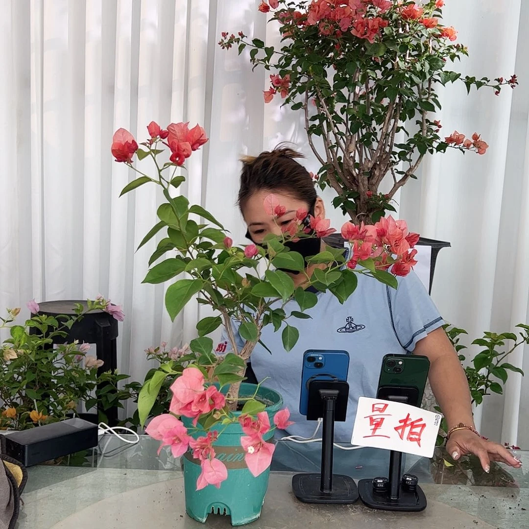 当前无花栽培后可以开花不甜带竹一棵