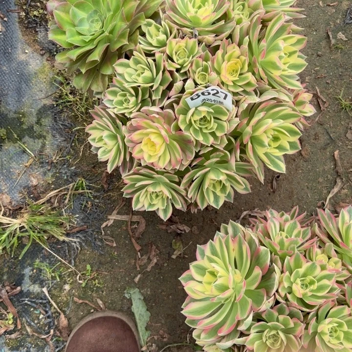 林***语瑞妈，，。。。。627粉水晶