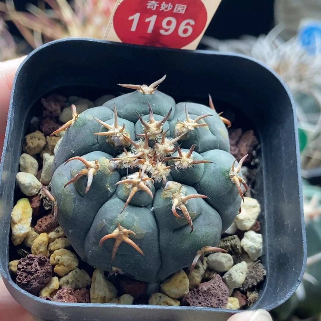实生猫爪3.9cm侧面有疤